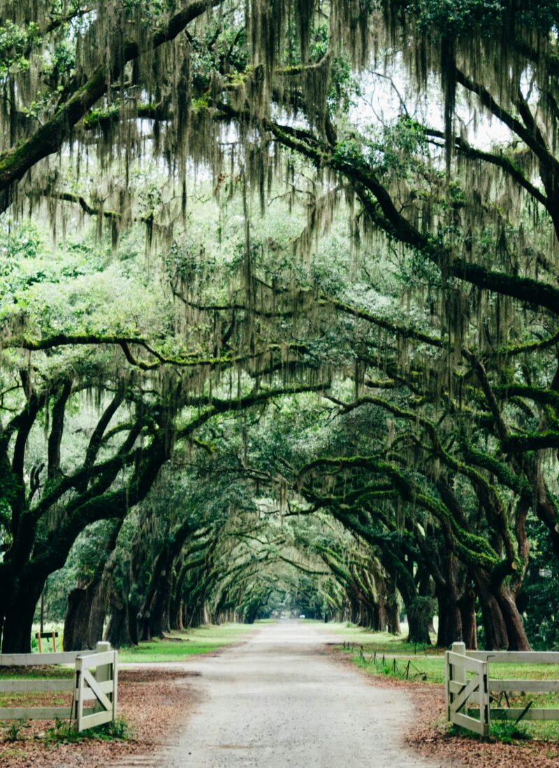 10 Reasons You Must Visit Savannah, GA
